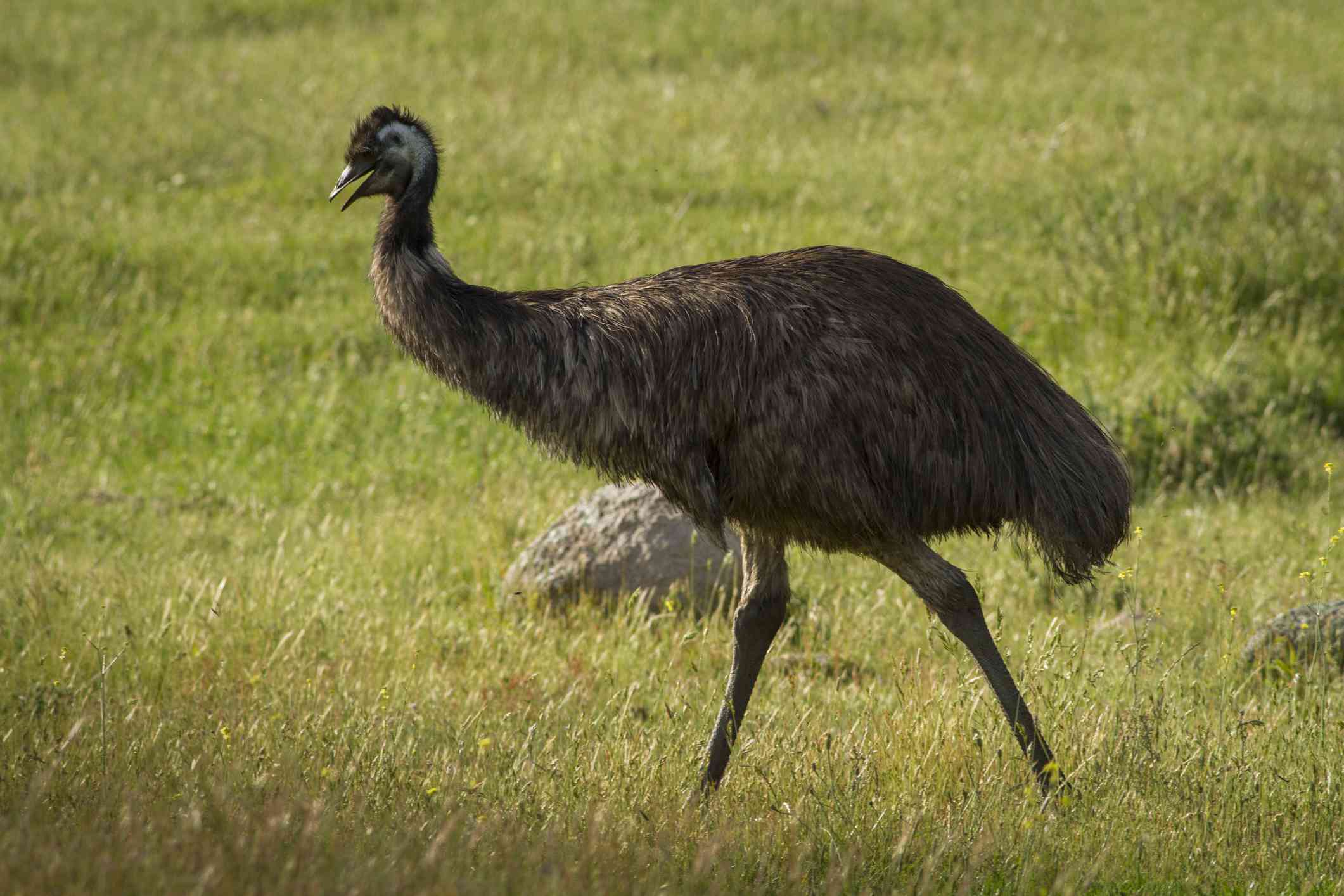 The Truth About Blue-Emu and Topical Pain Relief