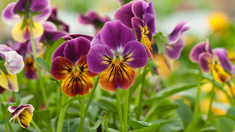 How to grow and care for violas – for cheery winter color in pots and ...