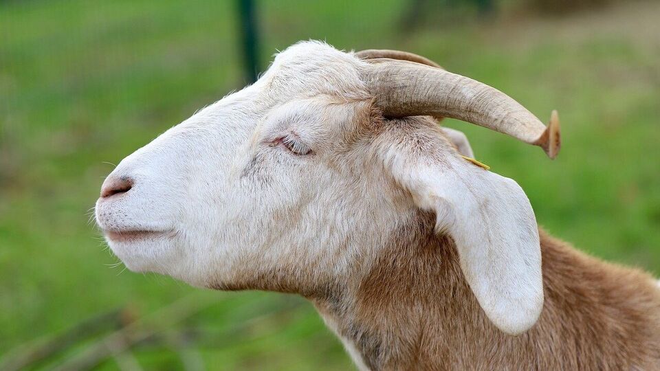 Video of goats rushing into burning fire goes viral, gets 139 million ...