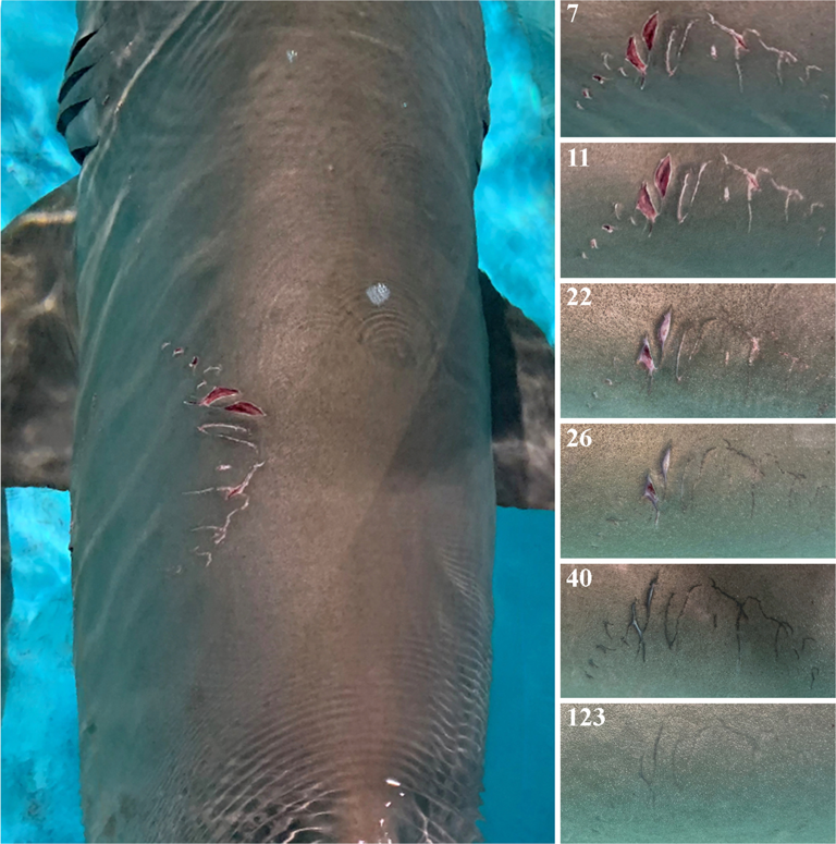 Scientists examine bloody mating wounds to reveal details of sharks ...