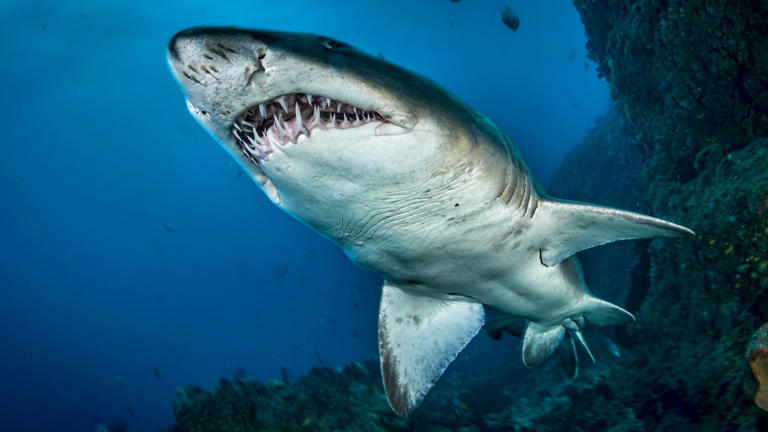 Scientists examine bloody mating wounds to reveal details of sharks ...