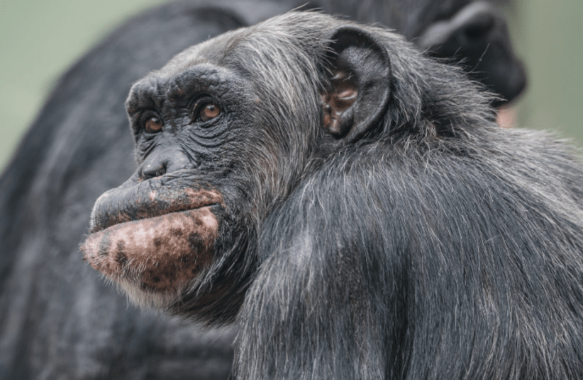 From nuts to innovation: How chimpanzee tool selection informs human ...