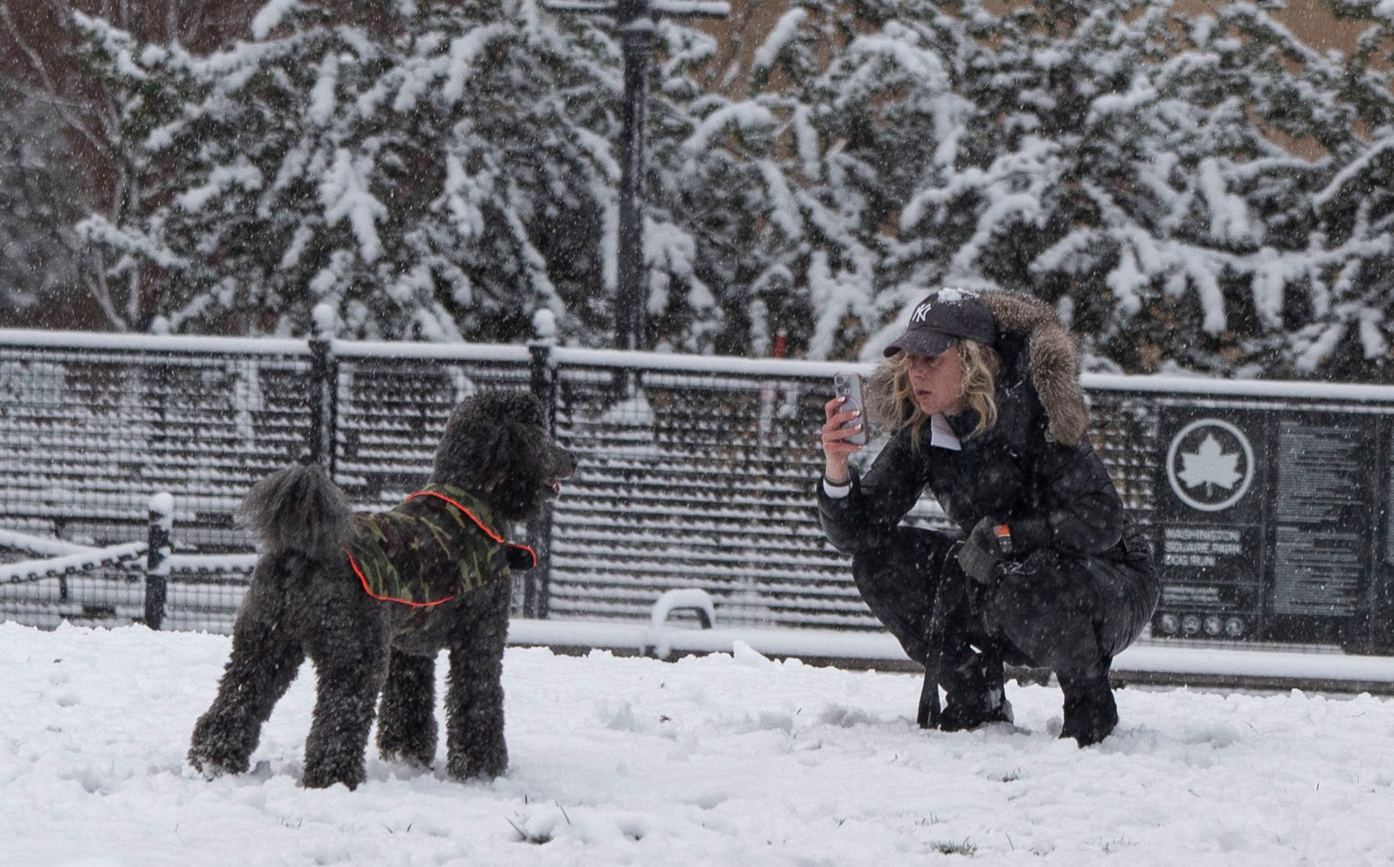 Dogs love snow! See these pups romp in a winter wonderland