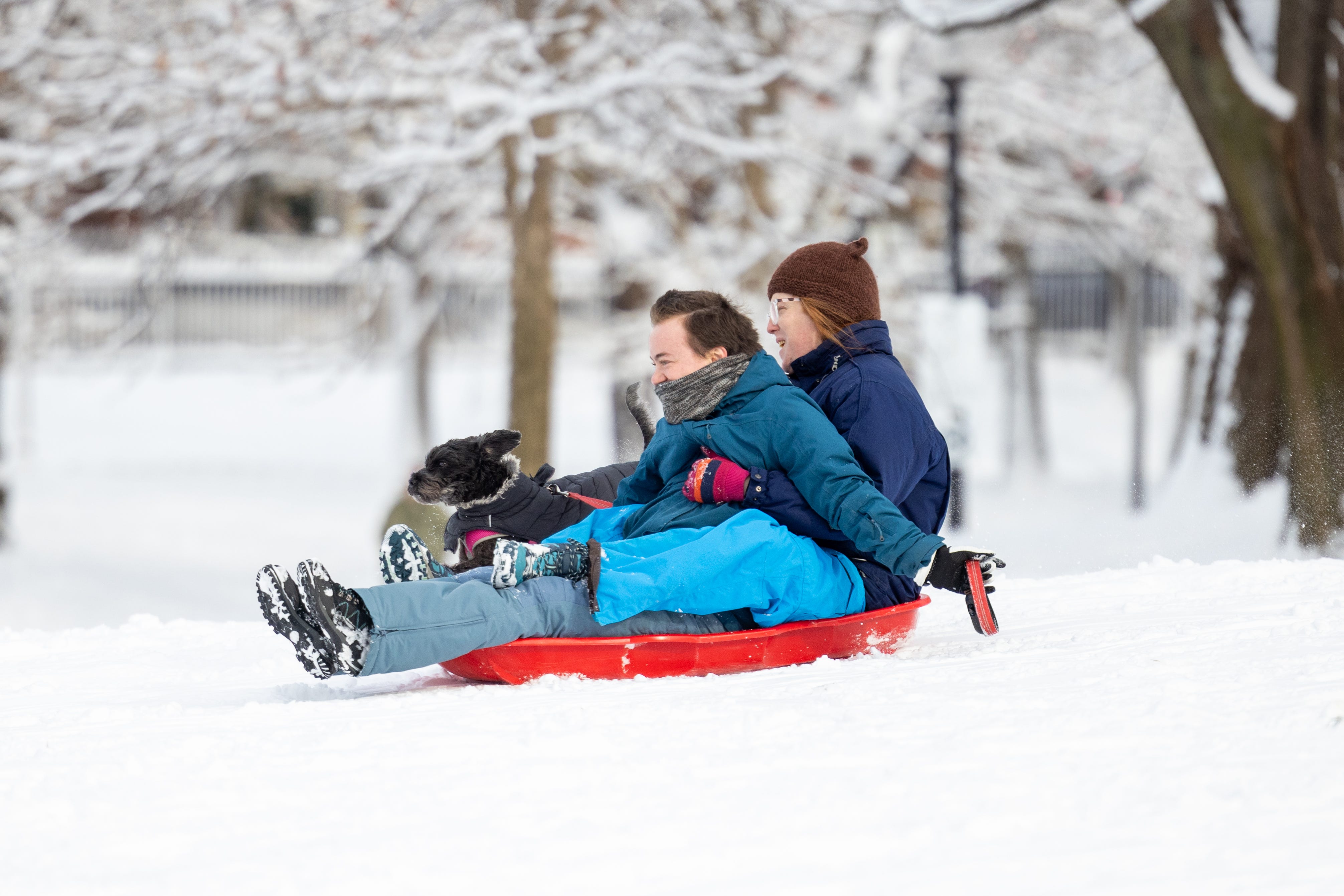 Dogs love snow! See these pups romp in a winter wonderland