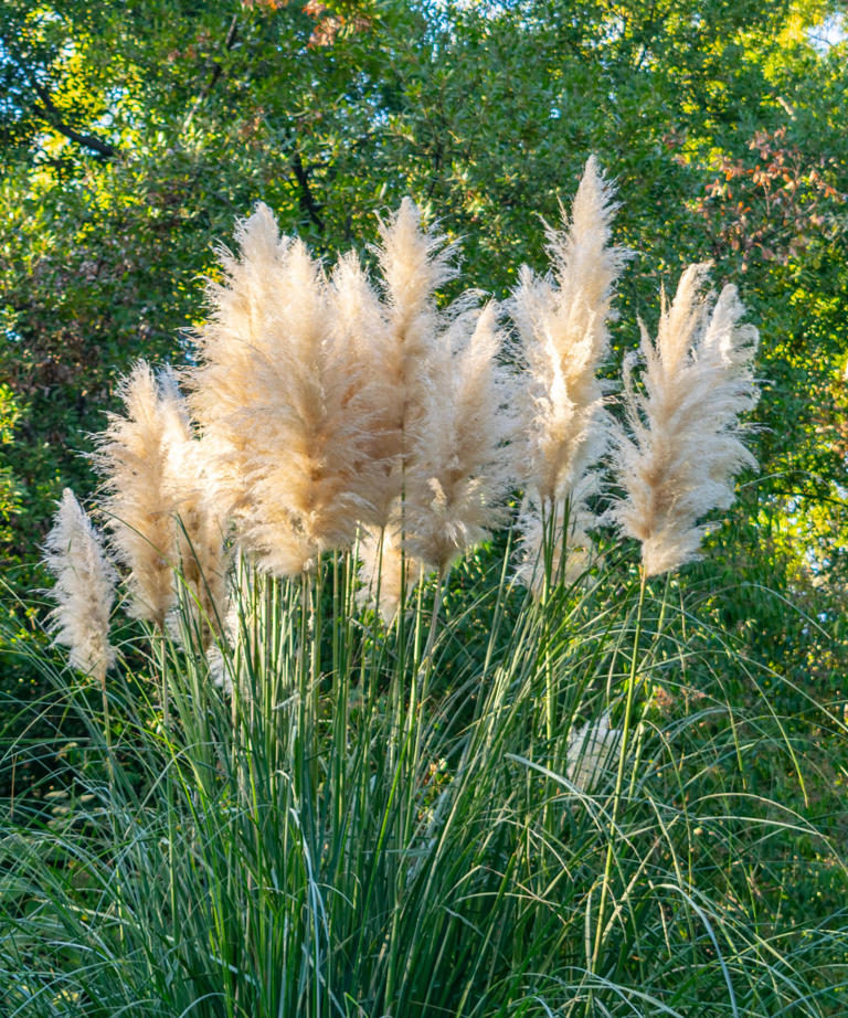 Invasive perennials to keep out of your garden – 5 species to avoid and ...