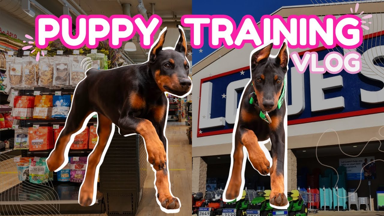 Fun and easy guide to training your Doberman puppy