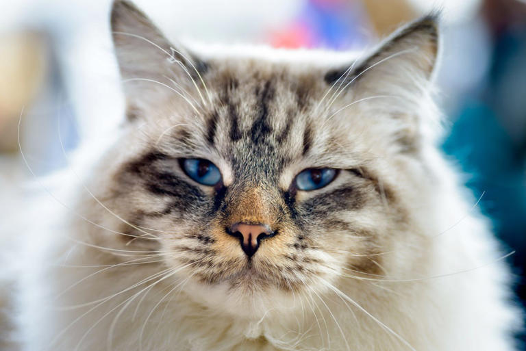 10 biggest domestic cat breeds and what to know before adopting