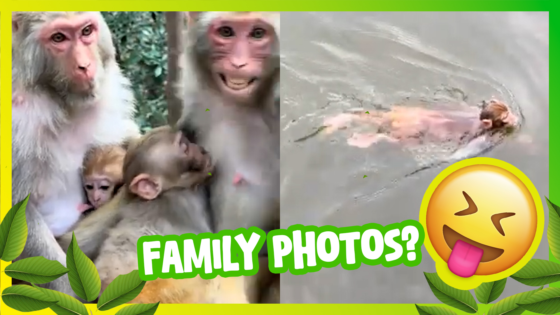 Funny Wild Monkeys Hilarious Antics 🐒😂 Funny Animal Compilation