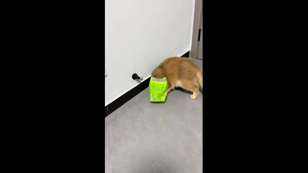 Cat bumps into walls with head covered in Henan, China
