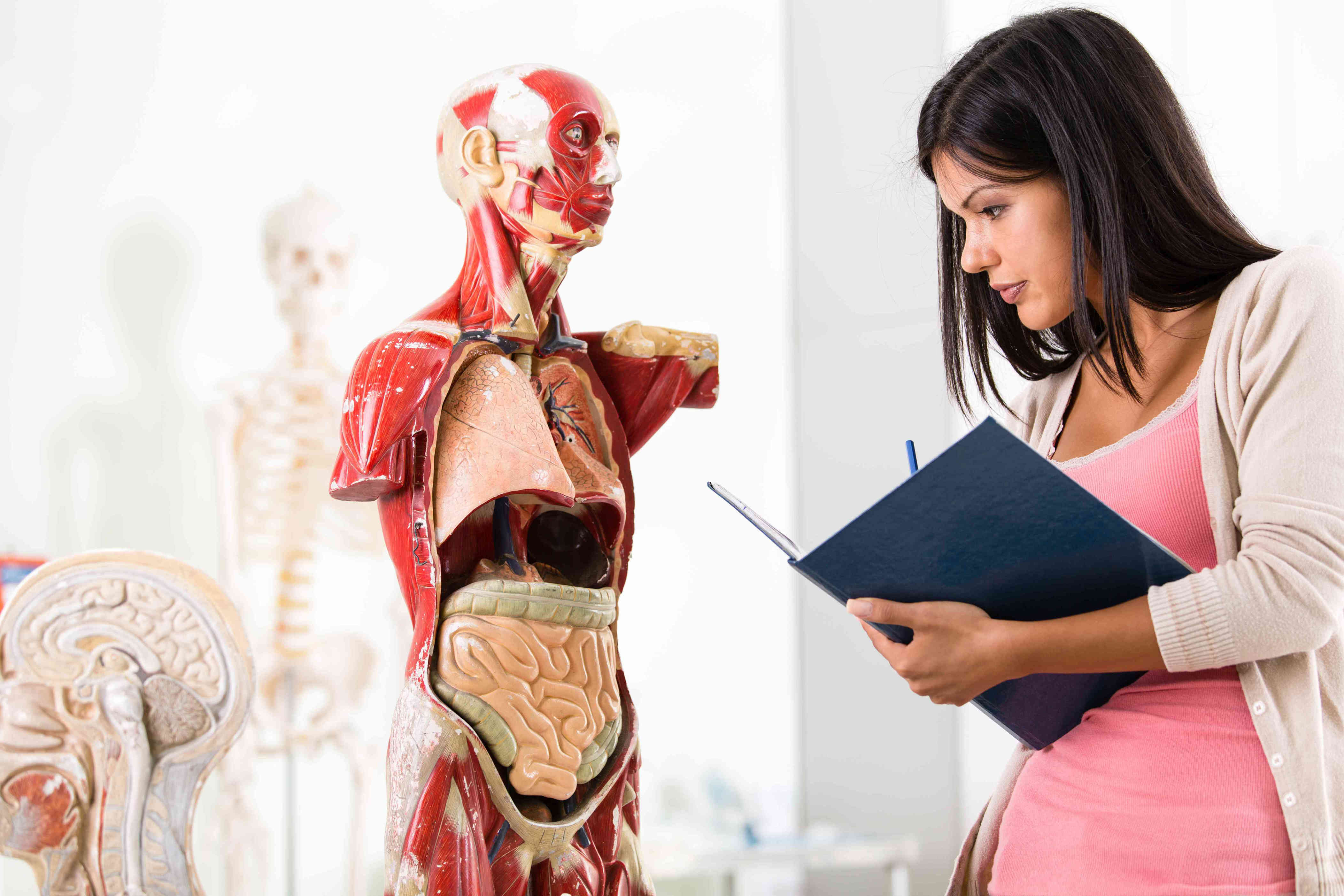 How Much Do Your Organs Weigh?