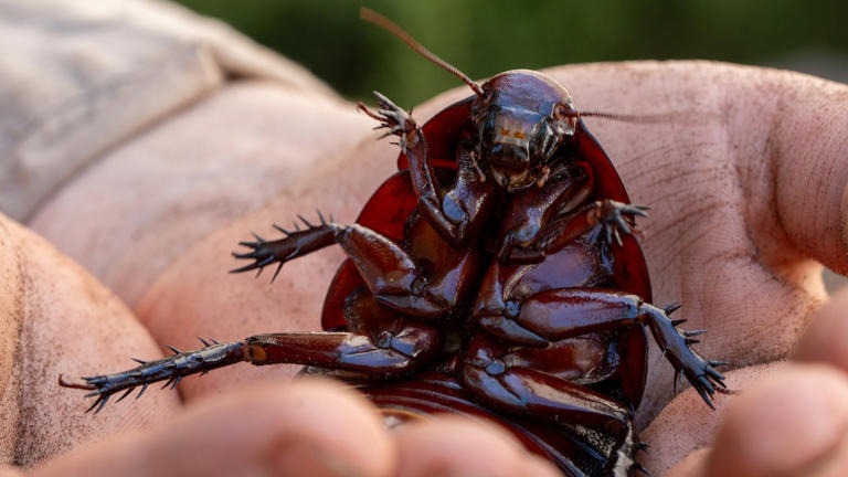This $80 native cockroach is a popular pet, but there's a dark side to ...