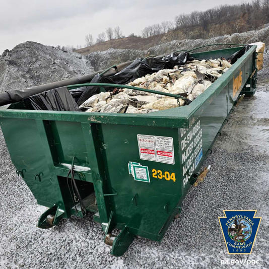 A dumpster filled with thousands of snow geese impacted by avian influenza in southeastern Pennsylvania.