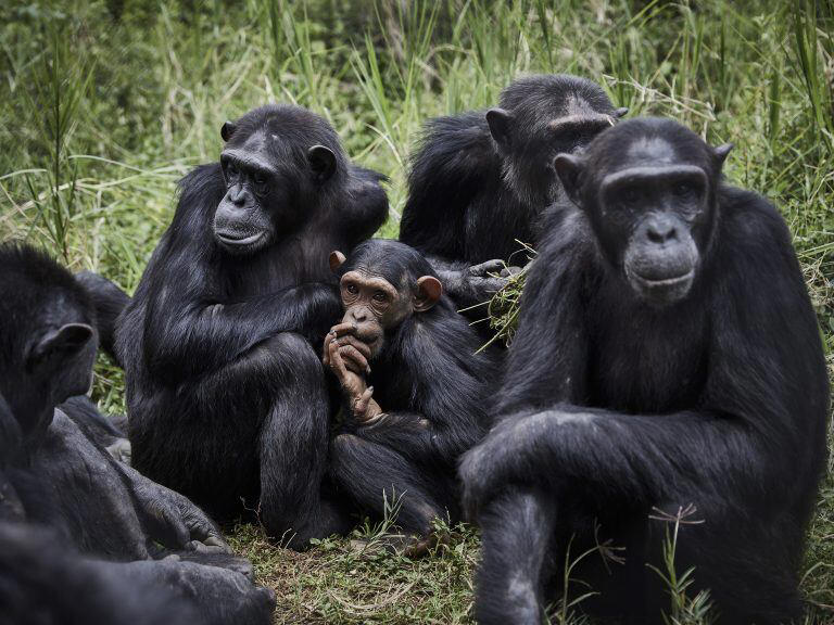Científicos descubren que los chimpancés se “contagian” las ganas de orinar, ¿por qué?