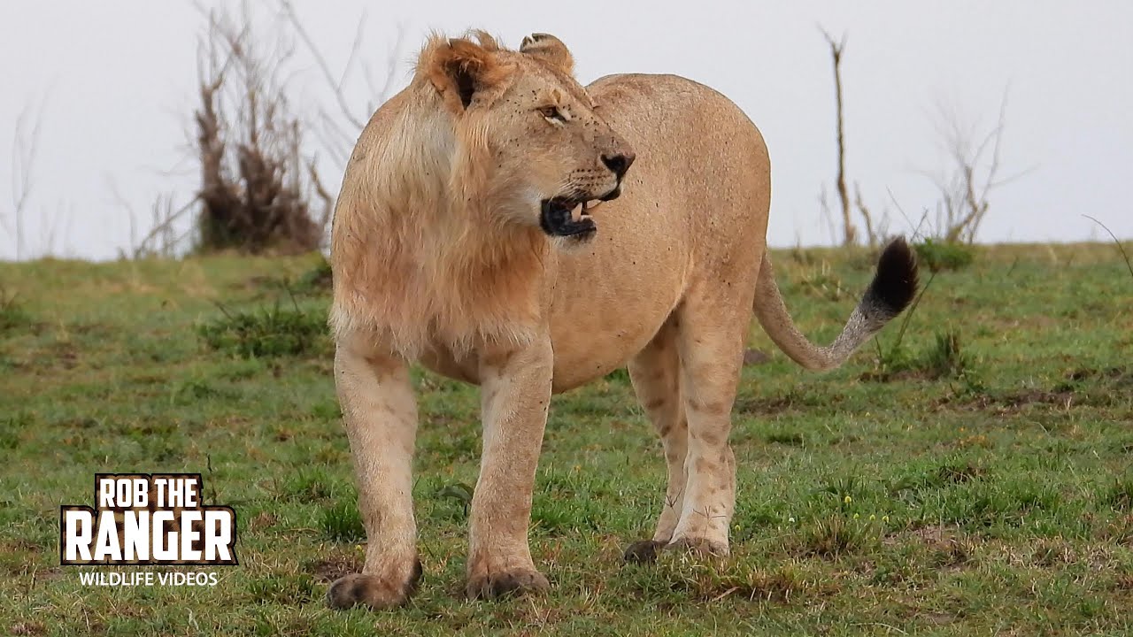 How the Bold Rongai Lion Pride’s Sub-Adult Male Roams the Wild Plains