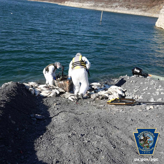 Trained personnel safely disposing of carcasses under biosecurity protocols to curb the spread of avian flu.   