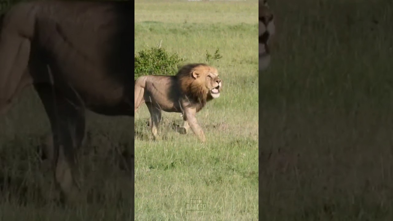 Intruding male lions chase resident pride from their territory