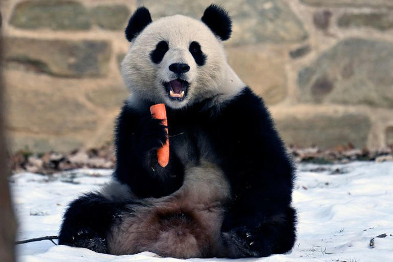 National Zoo’s live panda cam is back in Washington DC as Bao Li and ...