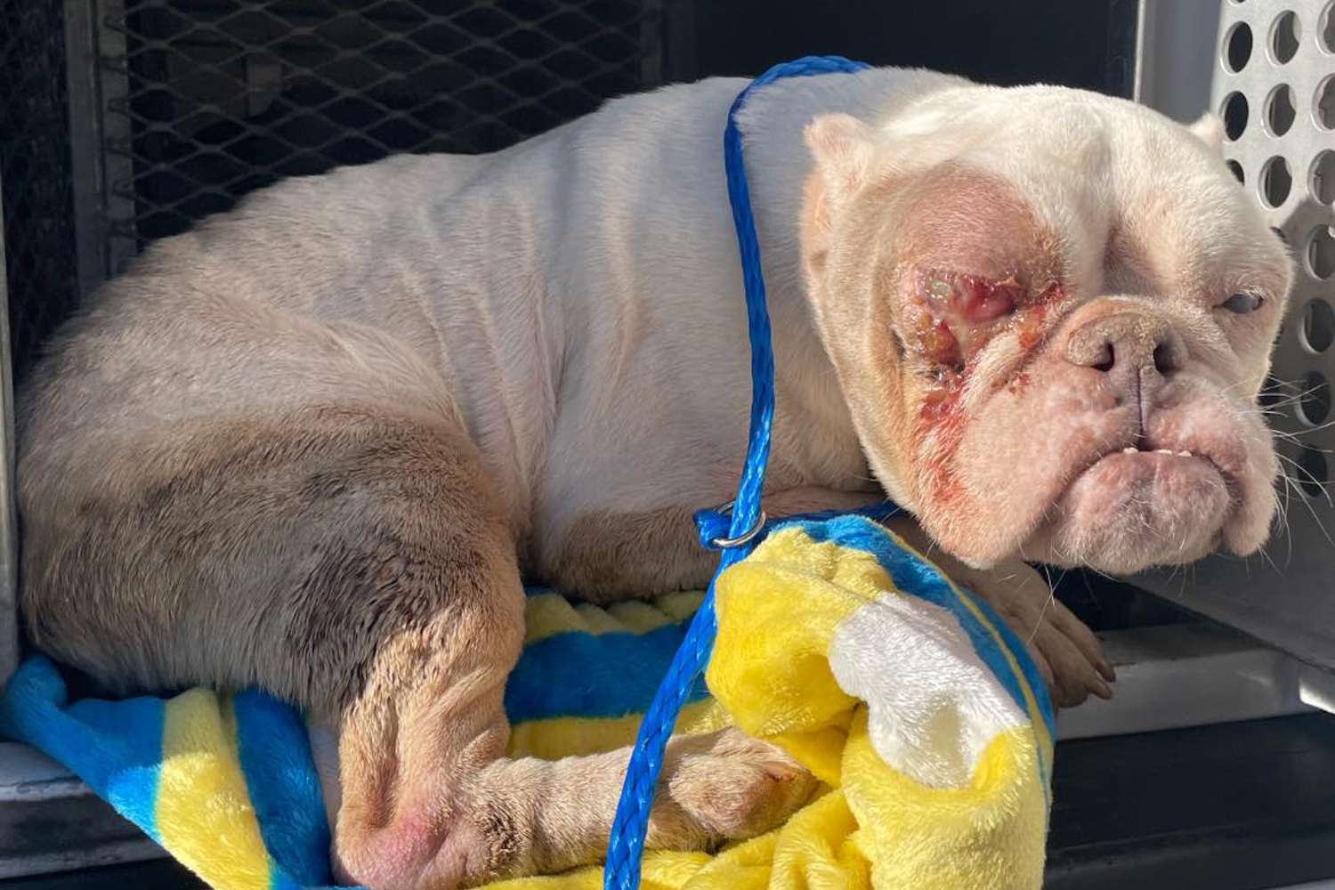 Surveillance Footage Captures Heartbreaking Moment Injured Dog Is