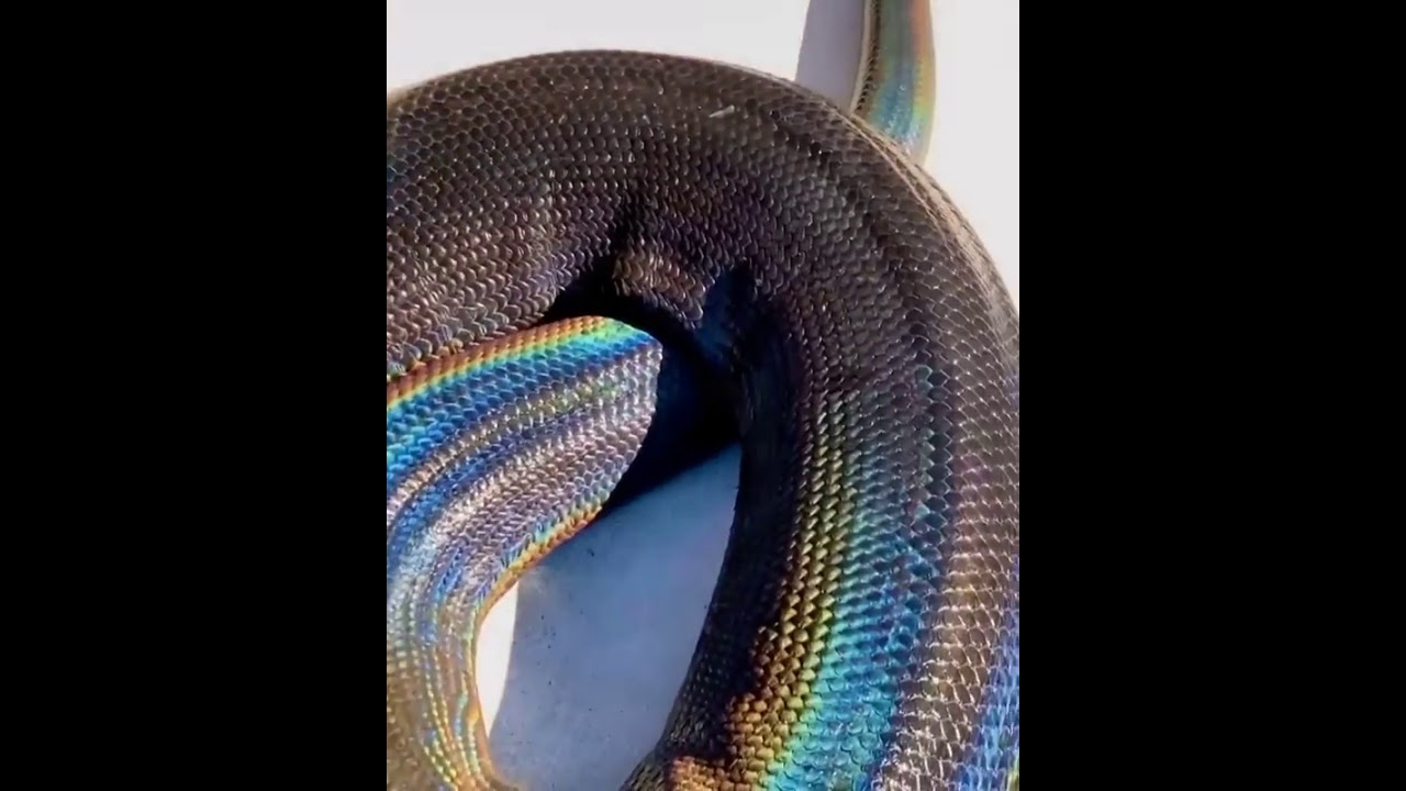 Amazing Polka-Dot Python Shows off Stunning Black Rainbow Colors