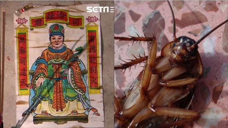 中國神話學家袁珂說，灶神的原型是紅殼蟑螂。（示意圖／Pixabay）