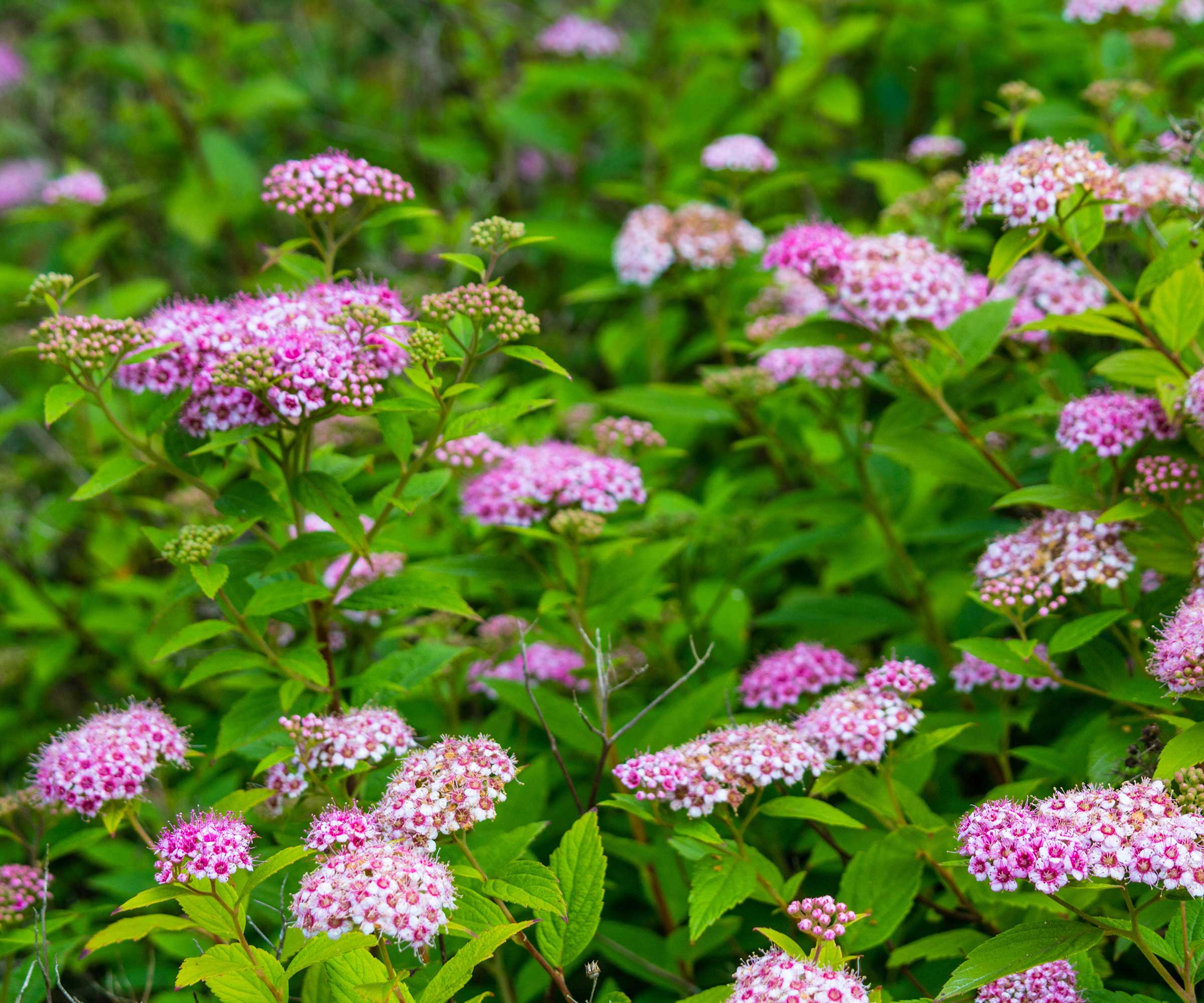 pink spirea flowers