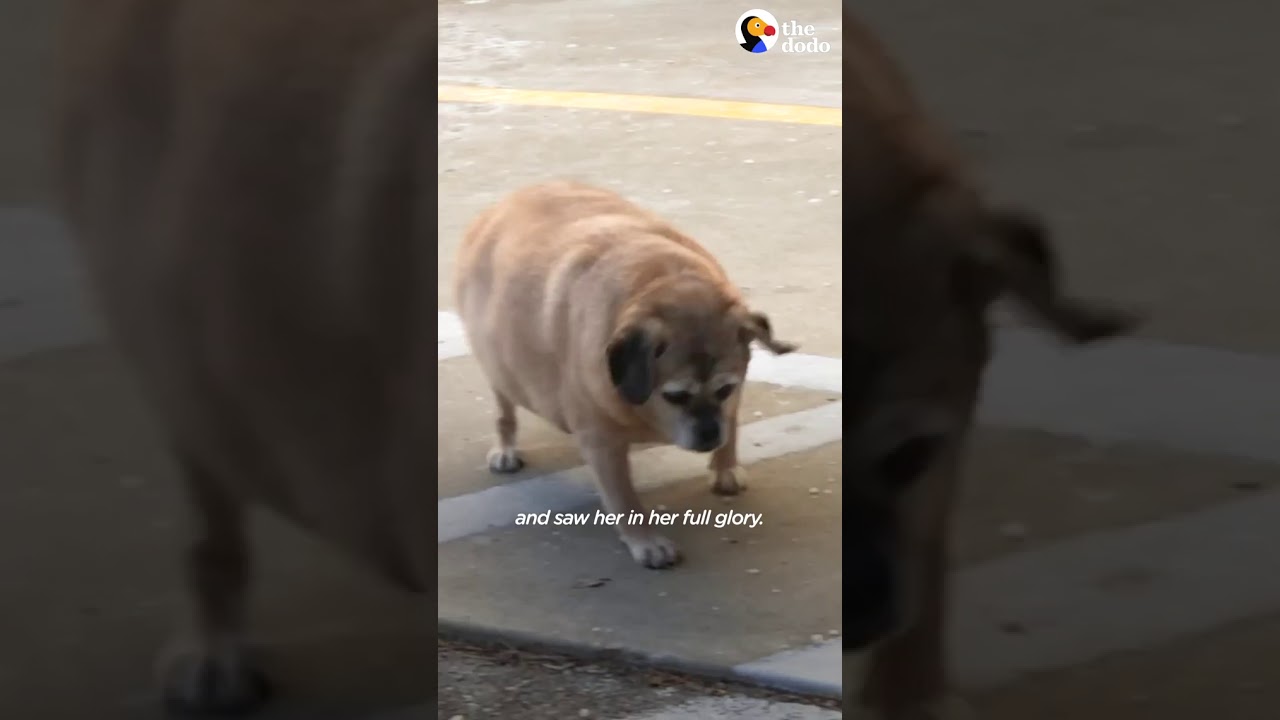 Incredible Rescue Dog Loses Half Its Weight