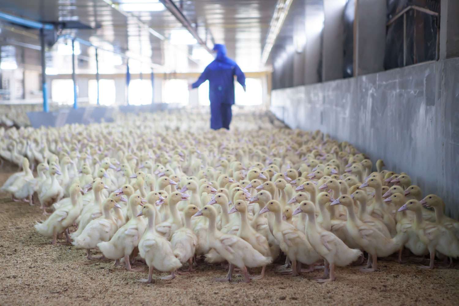 Over 100,000 Ducks to Be Killed on New York Farm Due to Bird Flu(01)