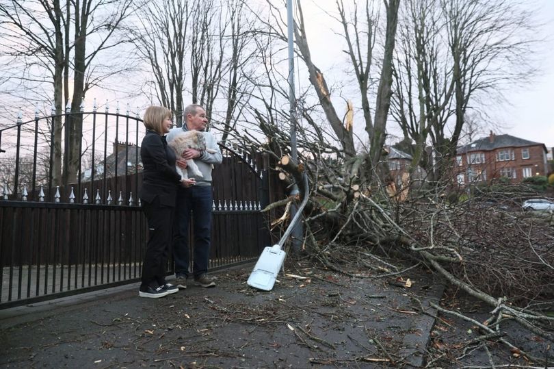 Deaf dog narrowly escapes death in Storm Éowyn after tree crashes into