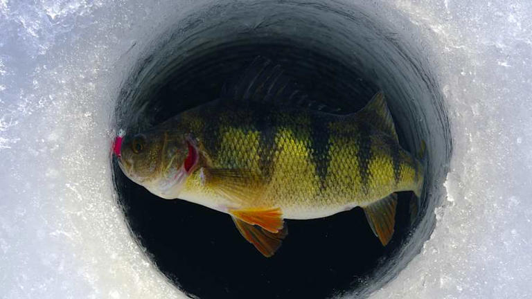 Top 5 Best Perch Rigs for Jumbo Perch Through the Ice