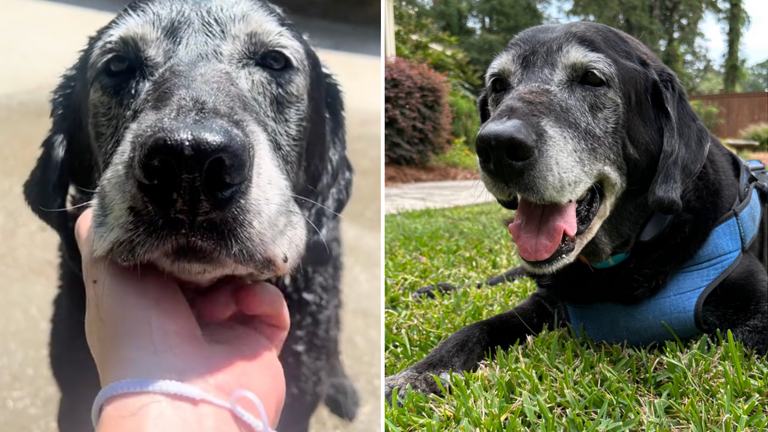 'Real tears man': Tributes pour in after the death of viral TikTok dog Zawg