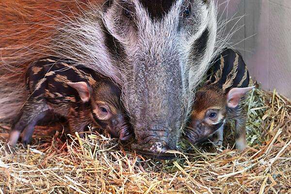 Neugeborene Pinselohrschweinderl begeistern im Zoo Schmiding