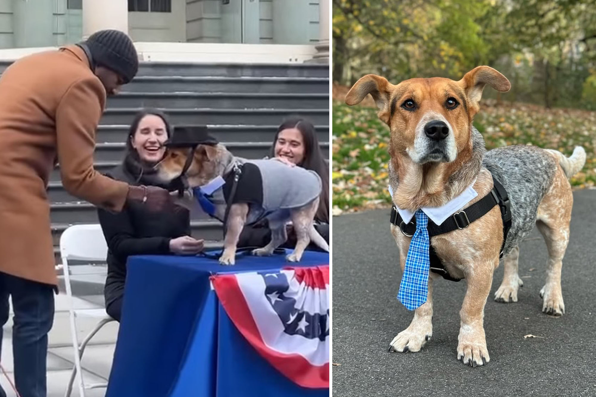 Simon the Basset cattle dog sworn in as second honorary dog mayor of