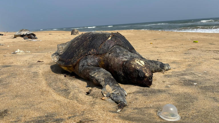 The Olive Ridley Turtle Hatchlings' Journey to the Ocean