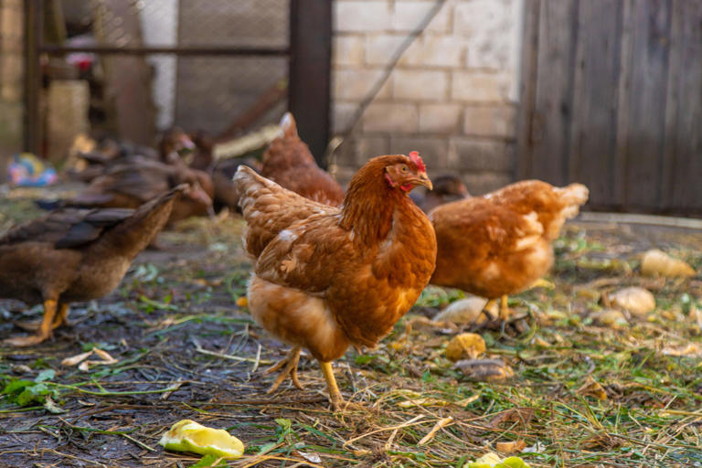 Chickens and ducks on a farm (Alamy/PA)