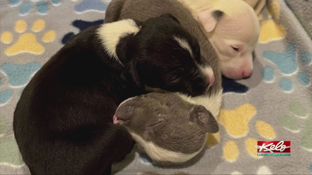 3 puppies rescued from dumpster