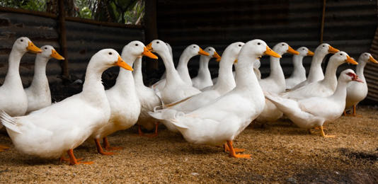 First US case of H5N9 bird flu strain found in California