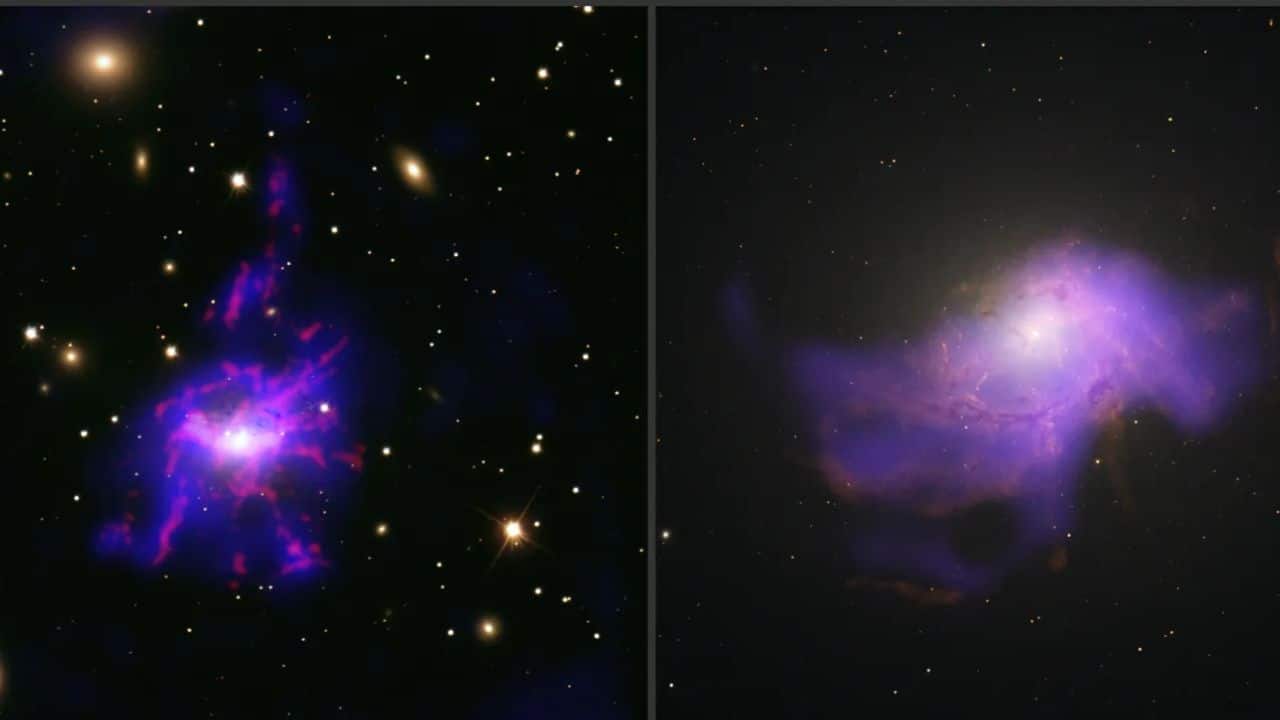 In each image, a patch of purple with neon pink veins floats in the blackness of space, surrounded by flecks of light. At the center of each patch is a glowing, bright white dot. The bright white dots are black holes. The purple patches represent hot X-ray gas, and the neon pink veins represent filaments of warm gas. (Image: NASA)