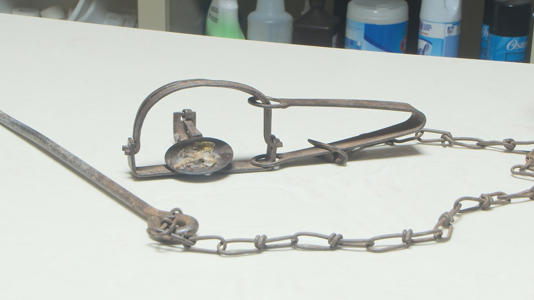 Rules for trappers in Nevada are not changing