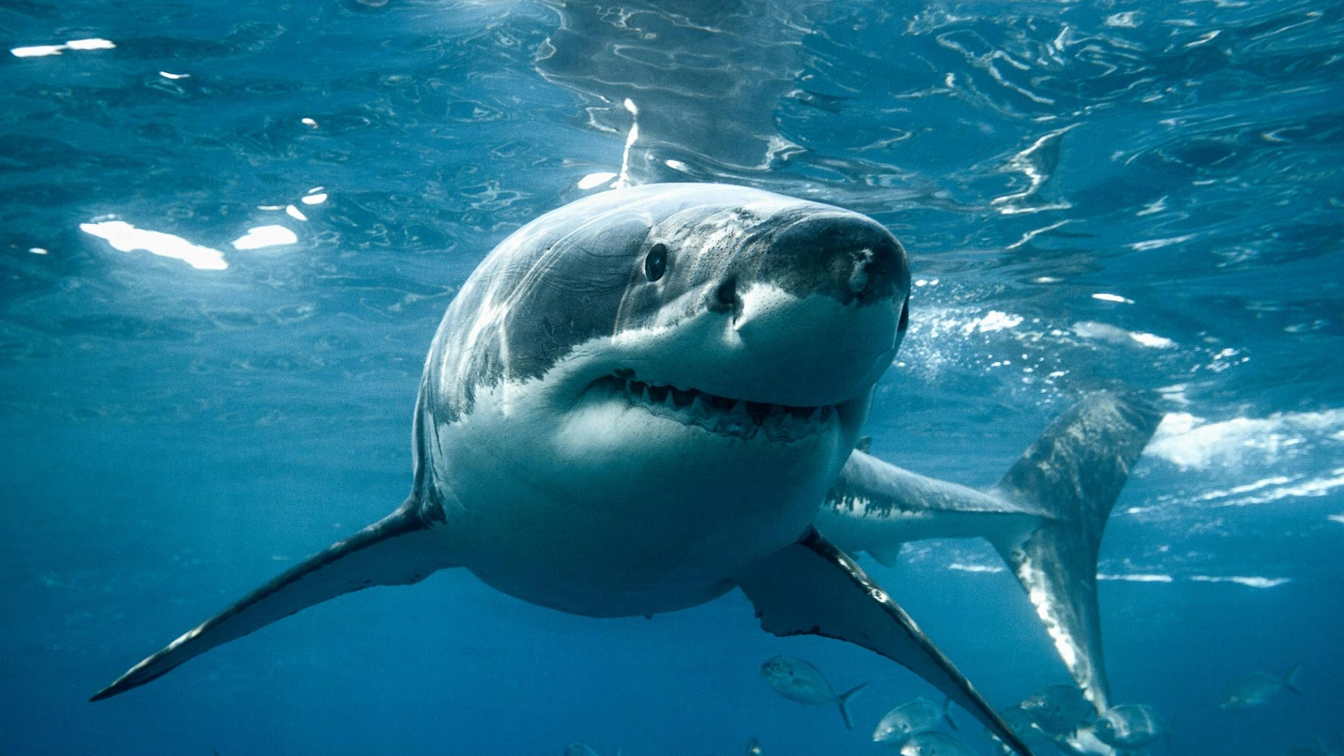 The 12 Most Aggressive Sharks and Where to Find Them