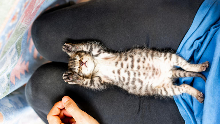 Why does my cat sleep between my legs? An expert reveals the answer ...