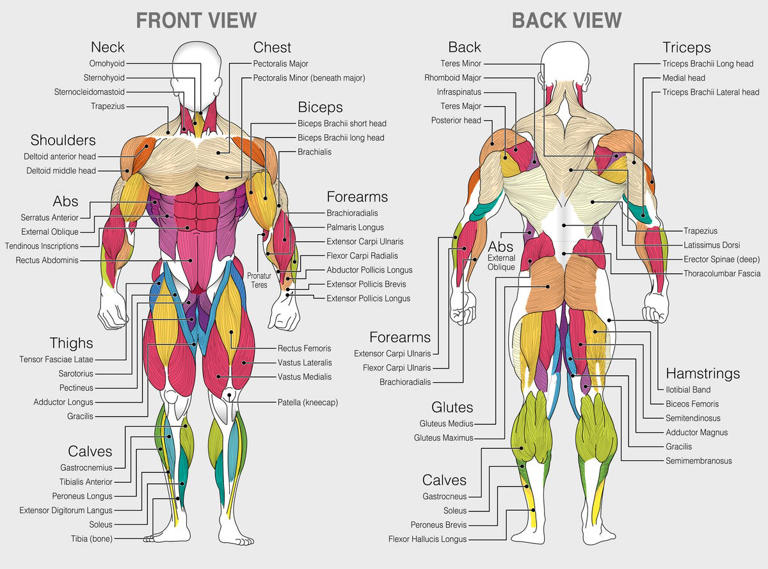 8 Most Effective Tricep Exercises And 3 Tricep Workouts