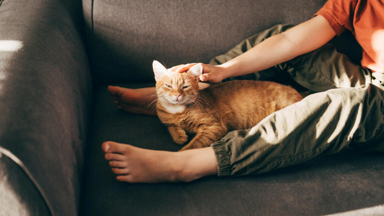 Why does my cat sleep between my legs? An expert reveals the answer ...