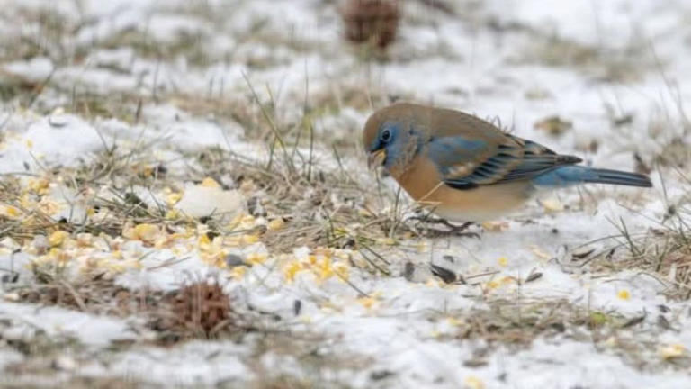 Rare bird spotted in southeast Ohio