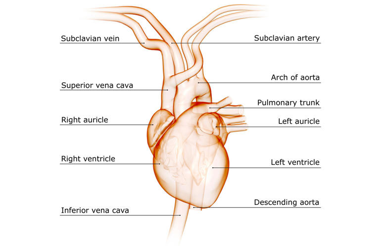 The anatomy of the subclavian artery
