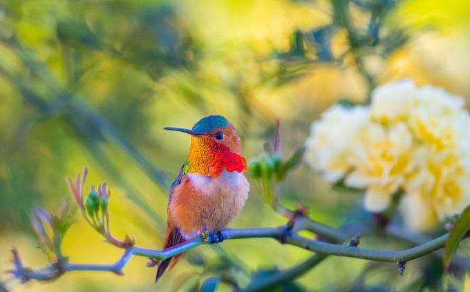 Identify and Attract an Allen’s Hummingbird