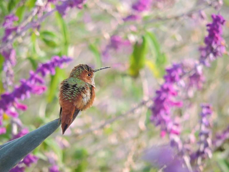 Identify and attract an Allen’s hummingbird