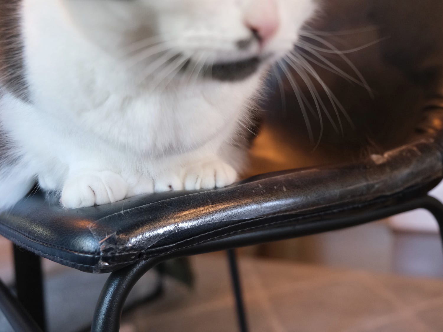 A clear cat scratch tape covers the edge of a vinyl chair.