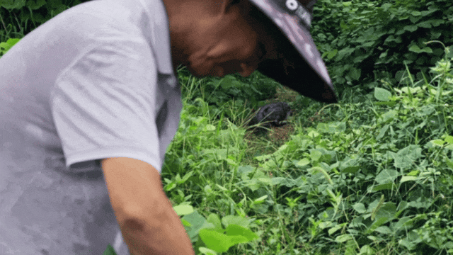 中国特有物种“鼍”，99年时全国数量不足130条！如今情况如何？