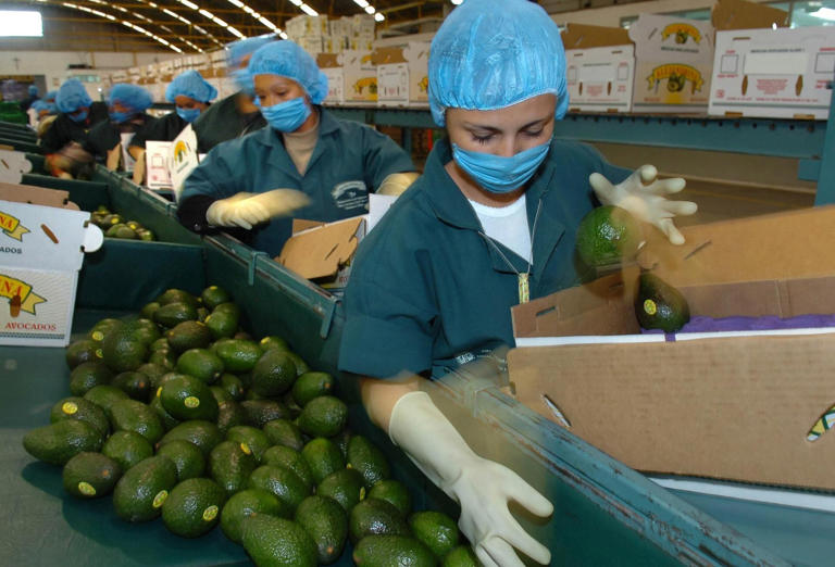 Exportación de aguacate.