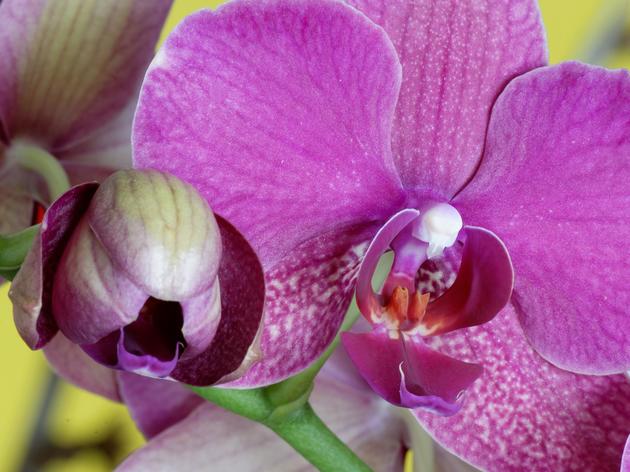 Orchideen mit Eierschalen düngen? Das spricht dafür